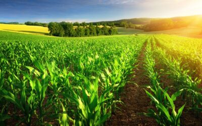 Verplicht vanggewas na snijmaïs in NV-gebieden